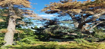 Tree removals