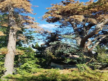 Tree removals