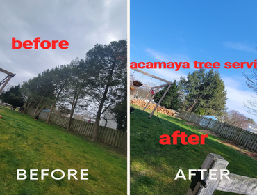 Photos by Guacamaya Tree Service & Lawncare Inc #5