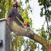 Best Tree Service Summerville