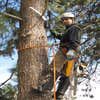 Scotty's Tree & Landscape Svc logo
