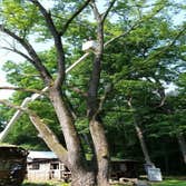 Photos by Beaver Lake Tree Service, Inc #4