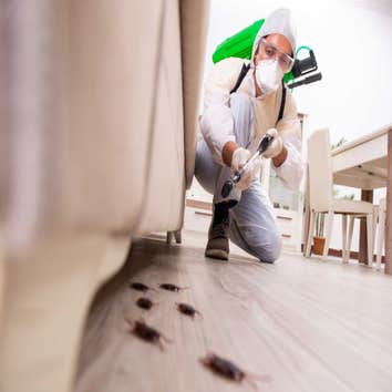 Photos by Jonquil City Pest Control #1