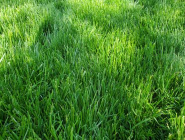 Photos by Blue Line Lawn Care Nj #1
