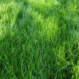Photos by Blue Line Lawn Care Nj #1