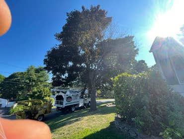 Photos by American Pride Tree Experts & Landscaping Inc #36