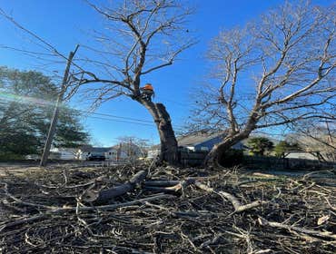 Photos by Dominguez Tree Service LLC #6