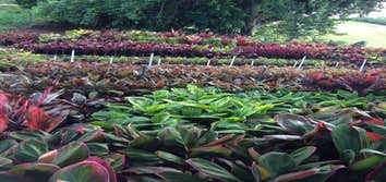 Photos from Kauai Hydroseed & Landscape Llc
