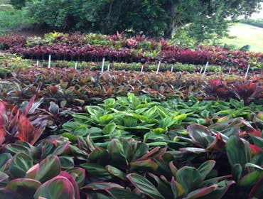 Photos from Kauai Hydroseed & Landscape Llc
