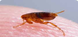 Evo Pest Control