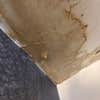 Water Damage Experts of Tree City logo