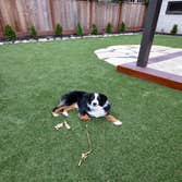 Low Maintenance - Artificial Turf