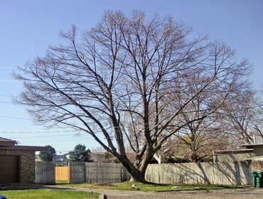 Photos by Artistic Treeworks #1