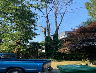 Photos by Sturdy Tree Solutions LLC #1