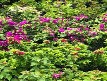 Photos by B&c Fruit Trees & Landscape LLC #1