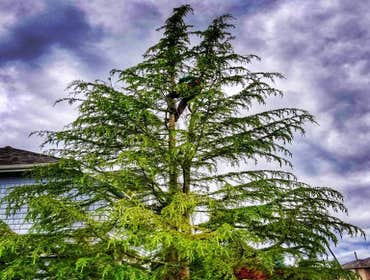 Photos by Elite Tree Care #1