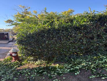 Photos by Beauty Meister Landscaping LLC #2