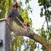 Longtucky Tree Service logo