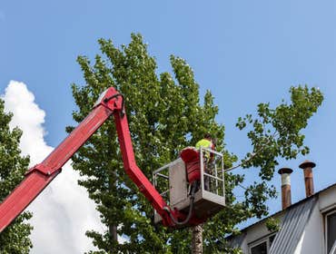 Photos by Washington Dc Tree Service Pros #1