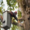 Lumbertown Tree Service logo