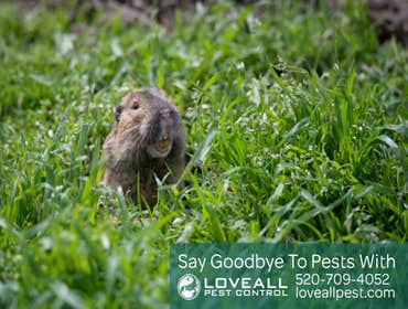 Termite-Pest Control Termite-Pest Control Service