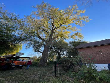 Photos by El Tule Tree Services LLC #11