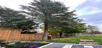 Next Level Tree Care