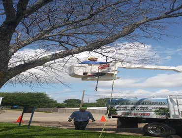 Photos by Excellent Prices Tree Services #1