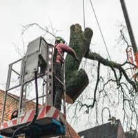 Colorado Springs Arborist