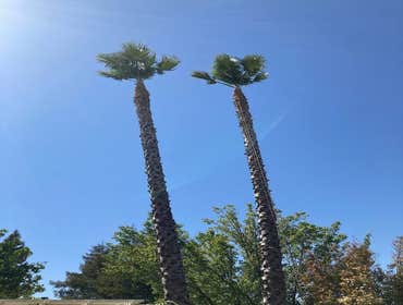 Photos by Camilo Tree Service #3