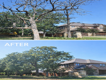 Tree Removal in Colleyville, TX