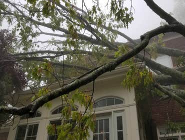Photos by Mejicanos Tree Care #1