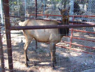 Nm Bear watch 9-23-11