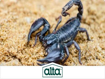 Photos by Alta Pest Control #1
