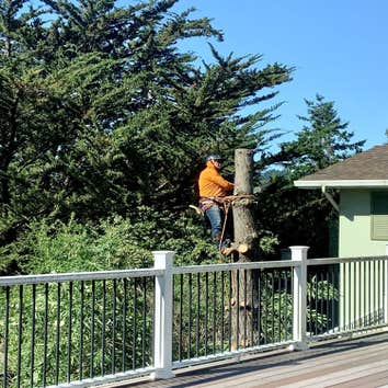 Photos by Encinal Tree Service Inc #1