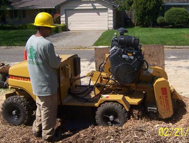 A Better Tree Service Photos Stump grinding, Pruning, Emergency tree service and Consulting.