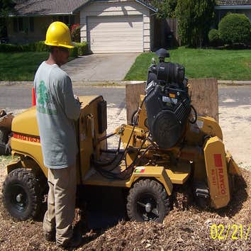 A Better Tree Service Photos Stump grinding, Pruning, Emergency tree service and Consulting.