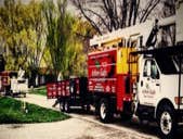 Photos by Arborsafe Tree Service #1