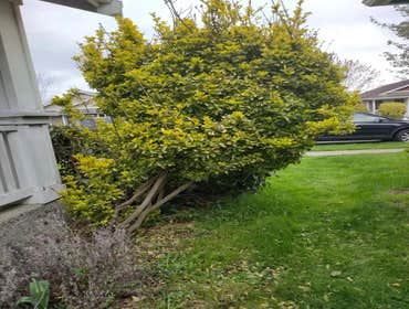 Photos by Cristian Lawn Care & Landscaping LLC #1