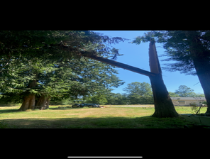 Photos by Sturdy Tree Solutions LLC #1