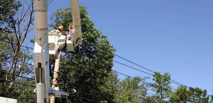 First State Capital Tree Service