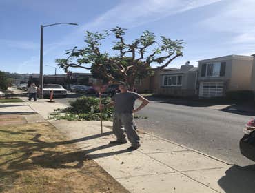 Photos by Encinal Tree Service Inc #5