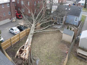 Photos by ALX Tree Services LLC #1
