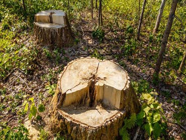 Photos by Superior Stump Grinding #1