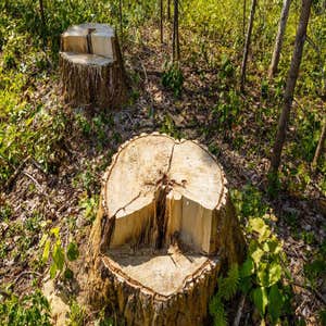 Photos by Superior Stump Grinding #1