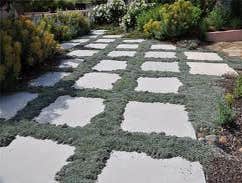 Lawn Alternatives and Groundcover