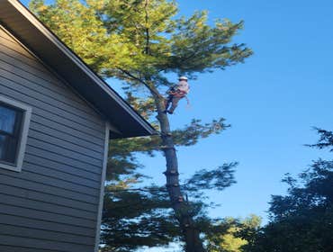 Photos by Hernandez Tree Services #12