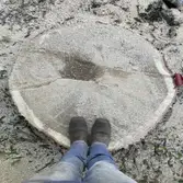1, 2, Tree