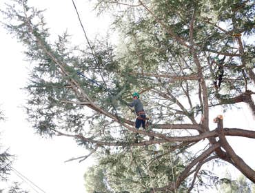 Photos by California Green Tree Care #1