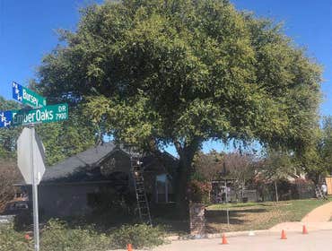 Photos by Denton Tree Service #1